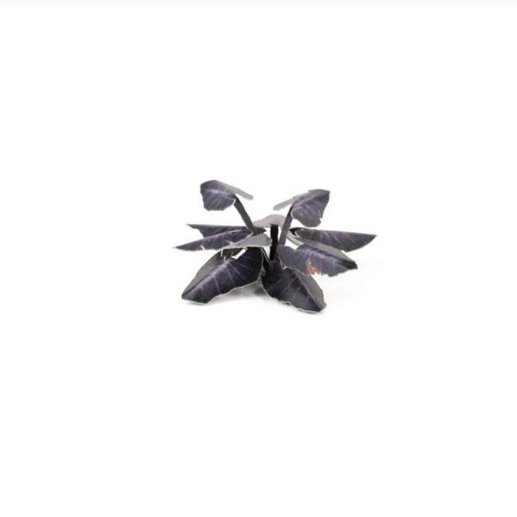 A photo of Gamers Grass Black Magic Taro Laser Plant