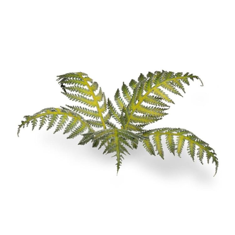 A photo of Gamers Grass Bracken Laser Plant