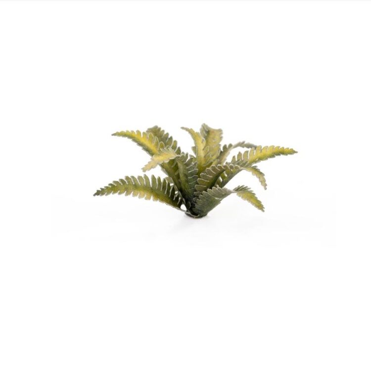 A photo of Gamers Grass Deer Fern Laser Plant