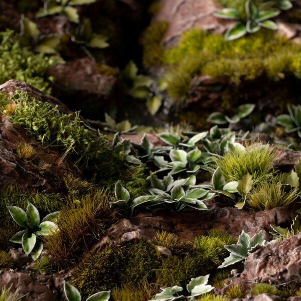 A photo of Gamers Grass Plantain Lily Laser Plant
