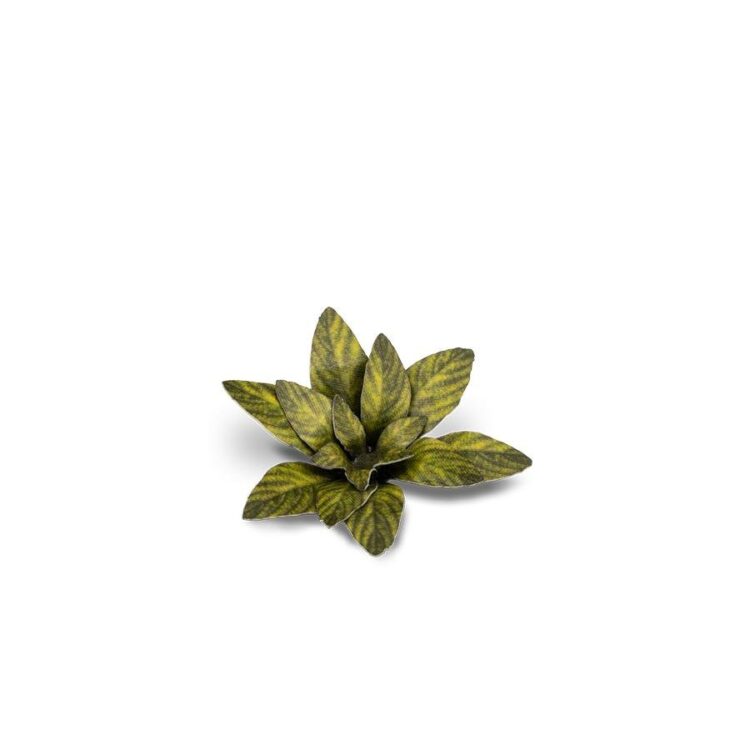 A photo of Gamers Grass Dumb Cane Laser Plant