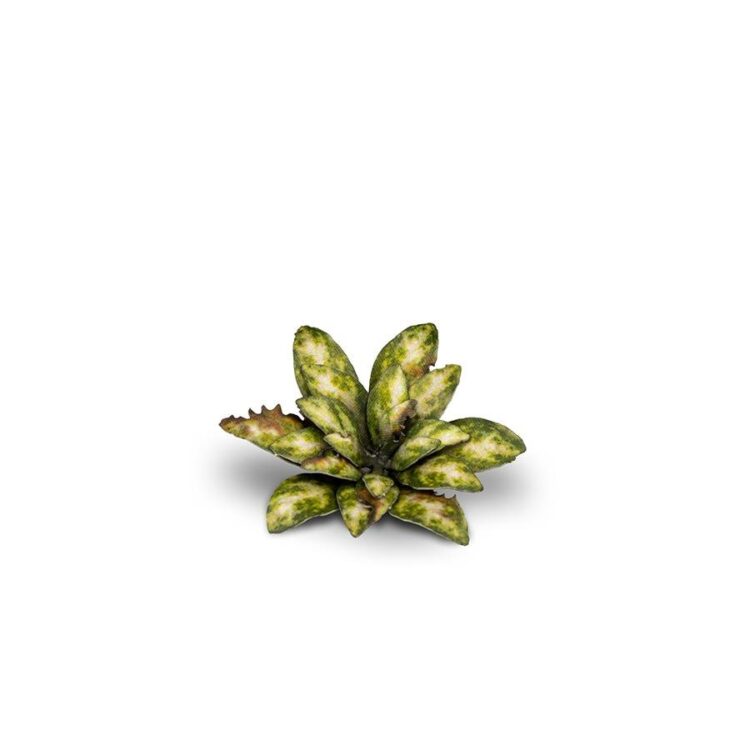 A photo of Gamers Grass Dumb Cane Laser Plant
