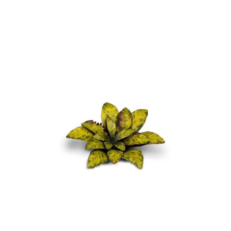 A photo of Gamers Grass Dumb Cane Laser Plant