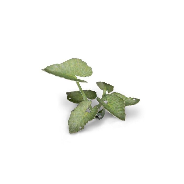 A photo of Gamers Grass Elephant Ear Laser Plant