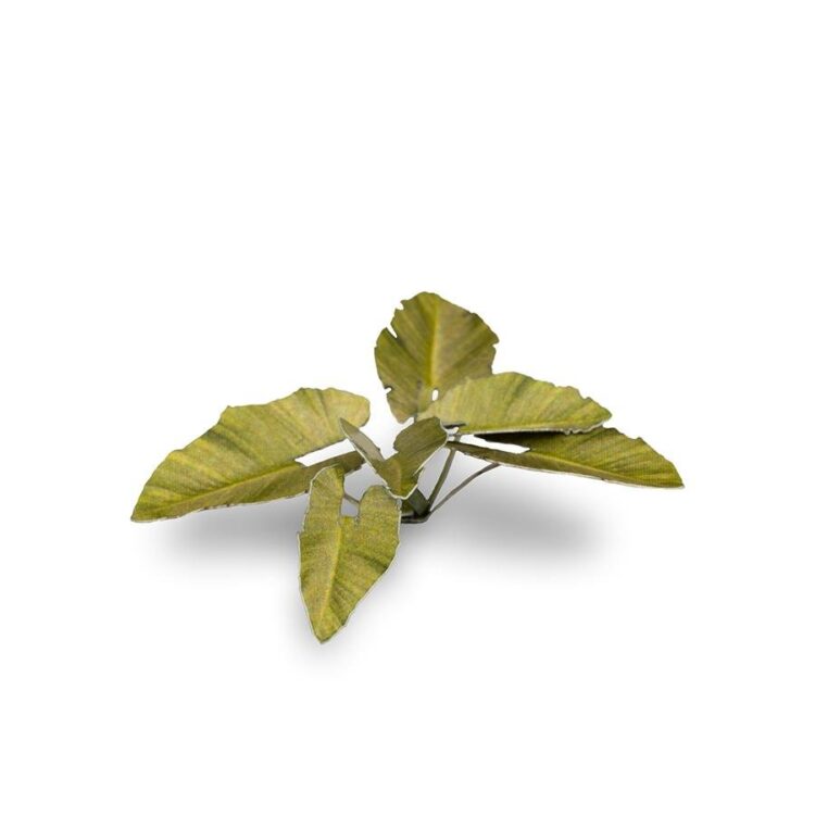 A photo of Gamers Grass Elephant Ear Laser Plant