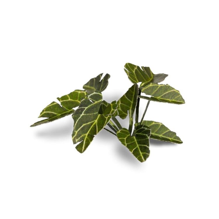 A photo of Gamers Grass Elephant Ear Laser Plant