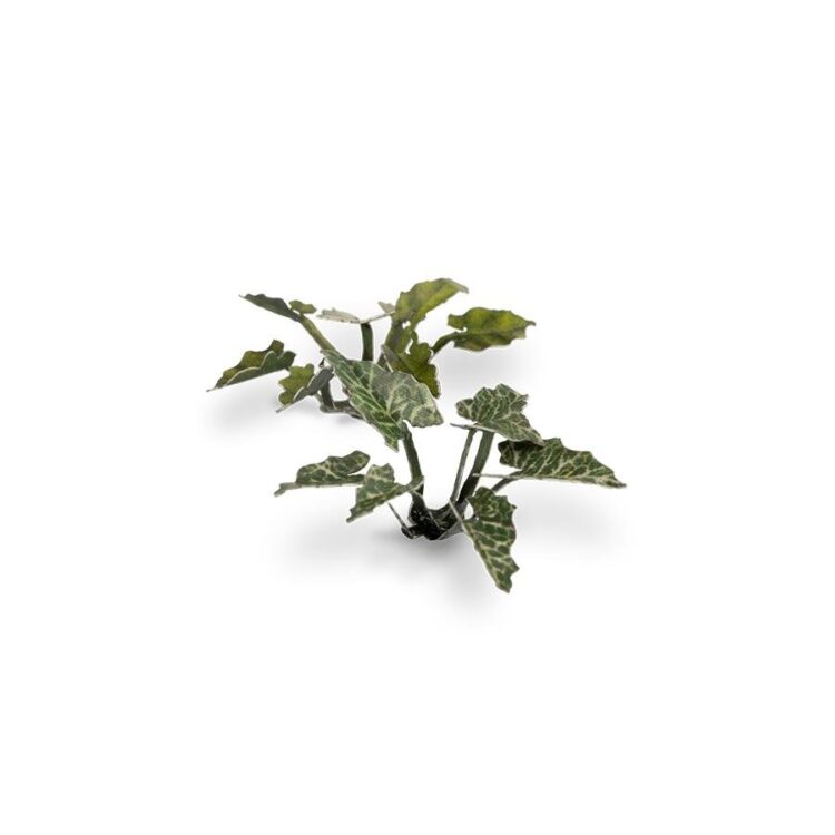 A photo of Gamers Grass Lords-and-Ladies Laser Plant