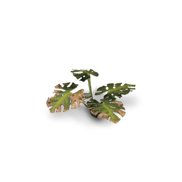 A photo of Gamers Grass Monstera Laser Plant