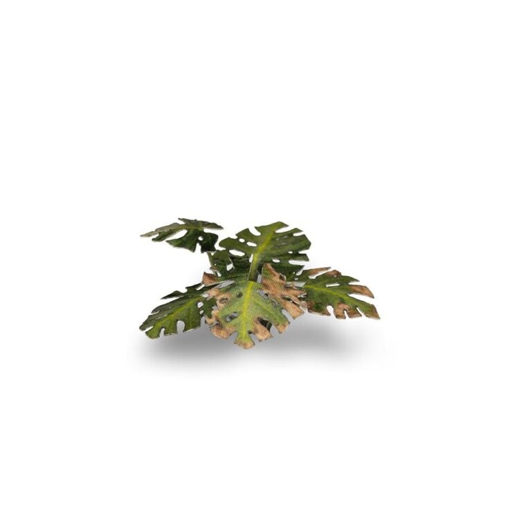 A photo of Gamers Grass Monstera Laser Plant