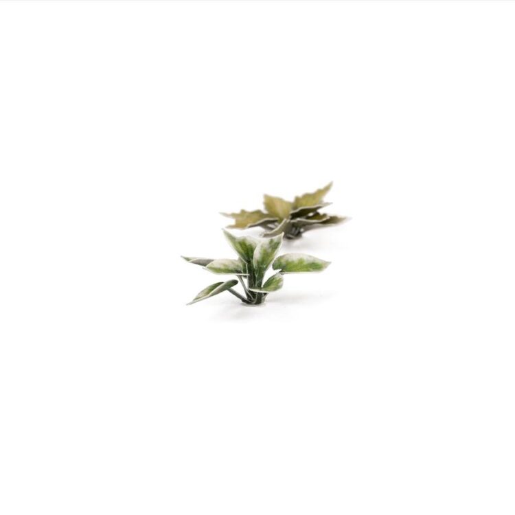 A photo of Gamers Grass Plantain Lily Laser Plant