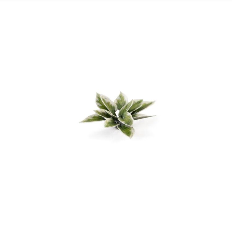 A photo of Gamers Grass Plantain Lily Laser Plant