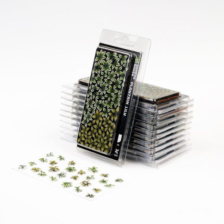 A photo of Gamers Grass Plantain Lily Laser Plant