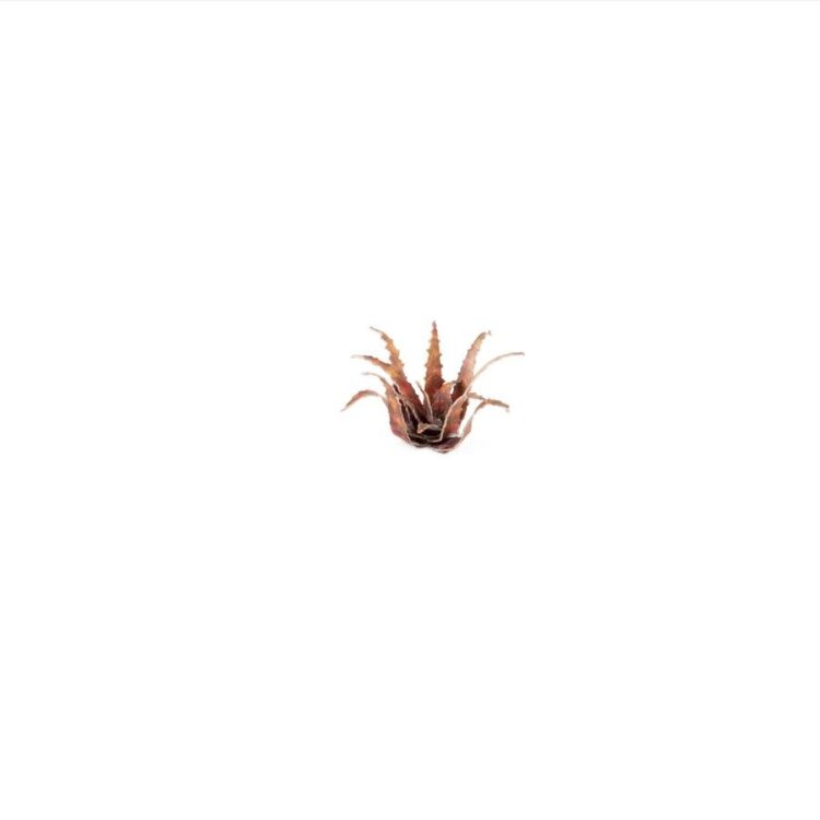 A photo of Gamers Grass Red Aloe Laser Plant
