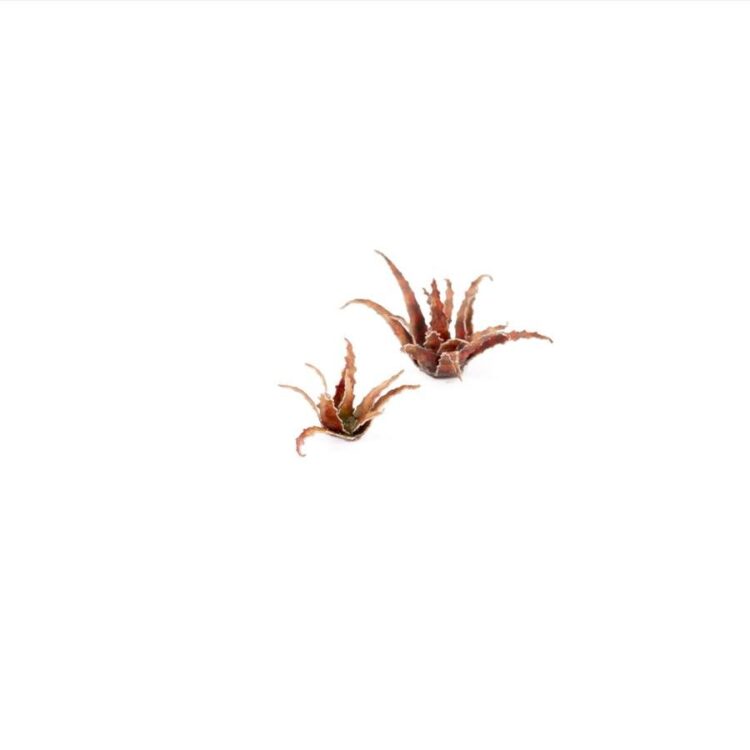 A photo of Gamers Grass Red Aloe Laser Plant