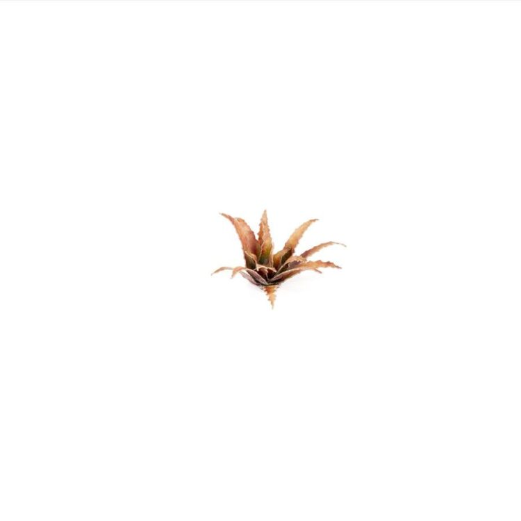 A photo of Gamers Grass Red Aloe Laser Plant